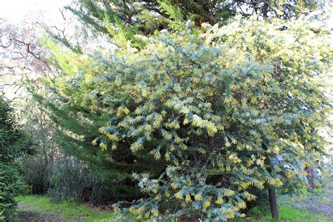 花樹種類|庭木におすすめの常緑樹38種！低木、中木、高木、花木、果樹、。